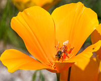 Poppy pollination