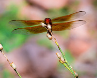 Eye to Eye With my Dragonfly